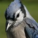 Jay Block Photo 8