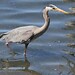 Wade Bird Photo 14