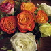Shirley Rose Photo 29