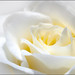 Rosa Baez Photo 17