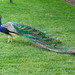 Michelle Peacock Photo 13