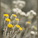 Dusty Miller Photo 47