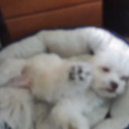 Josefa Acuna Photo 5