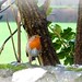 Robin Flint Photo 17
