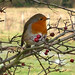 Robin Near Photo 7