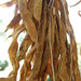 Carolina Bean Photo 4