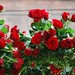 Rosella Rose Photo 19