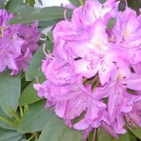 Ann Huff Photo 26