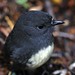 Robin Bye Photo 14