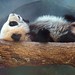 Mei Lan Photo 12