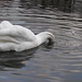 Glen Swan Photo 15