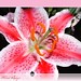 Lily Wells Photo 16