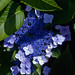 Miguel Flores Photo 31