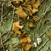 Ivy Stokes Photo 14