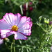 Connie Hanson Photo 13