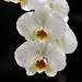 Rita Andrews Photo 19