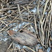 Connie Sellers Photo 21