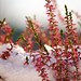 Heather Snow Photo 18