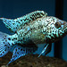 Jack Dempsey Photo 12