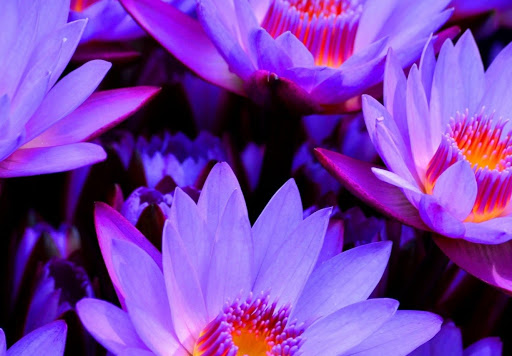 Lisa Mckee Photo 32