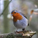 Robin Sharp Photo 30