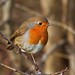 Robin Flint Photo 14