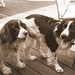 Marlin Springer Photo 4