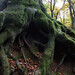 Ronald Root Photo 24