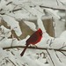Cheryl Cardinal Photo 19