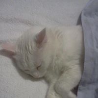 Jeffrey Cody Photo 8