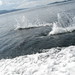 Dahl Johnson Photo 9