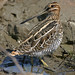 Marty Wilson Photo 22