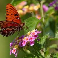 Rebecca Harless Photo 14
