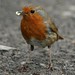 Robin Crisp Photo 6