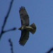Jesse Hawk Photo 10