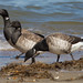 Virginia Brant Photo 11