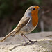 Robin Carlton Photo 4