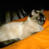 Sandra Ribeiro Photo 3