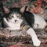 Cathy Peters Photo 10