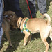 Rex Steward Photo 8