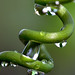 Howard Vine Photo 16