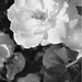 Alisa Rose Photo 11