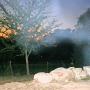 Linda Pickering Photo 21