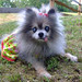 Susan Spitz Photo 13