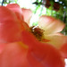 Rosa Yates Photo 5