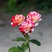 George Blom Photo 13