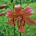 Lily Chambers Photo 30