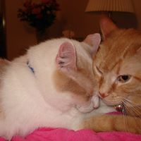 Carol Alcorn Photo 13