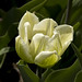 Thomas Hubbard Photo 45