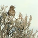 Barbara Thrasher Photo 24